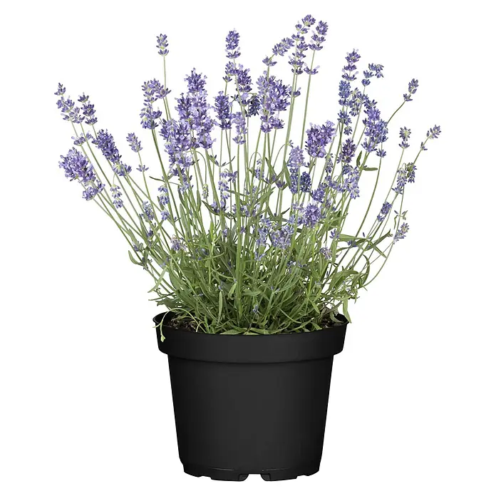 Piardino Stauden-Mix Sommer - Diverse Sorten, Topfgröße: 19 cm - Topf-Lavendelpflanze mit leuchtend violetten Blüten und grünem Laub in einem schwarzen Plastiktopf.
