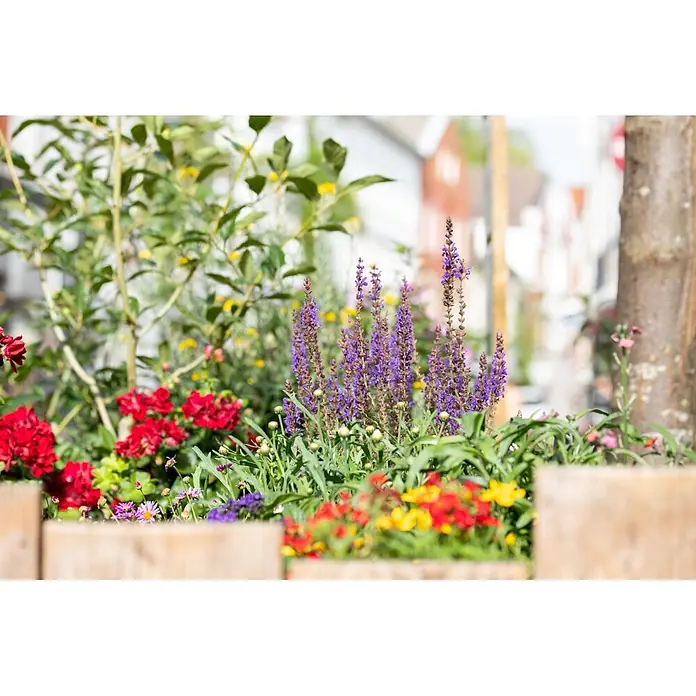 Piardino Stauden-Mix Sommer - Diverse Sorten, Topfgröße: 19 cm - Lebendiges Blumenbeet mit lila Salbei, roten Geranien und gelben Blüten. Verschwommene Straße im Hintergrund.