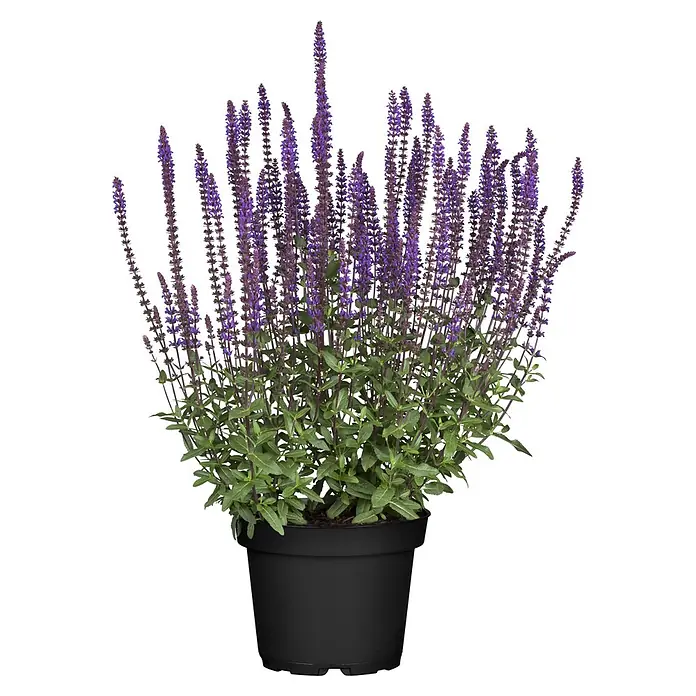 Piardino Stauden-Mix Sommer - Diverse Sorten, Topfgröße: 19 cm - Eine Topfpflanze mit grünen Blättern und hohen violetten Blütenähren in einem schwarzen Topf.