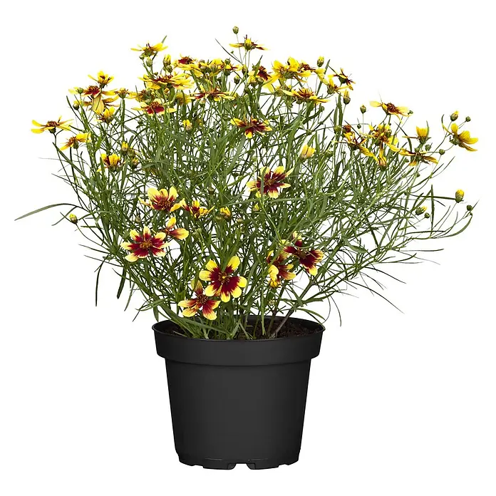 Piardino Stauden-Mix Sommer - Diverse Sorten, Topfgröße: 19 cm - Topfpflanze mit zahlreichen gelb-roten Coreopsis-Blüten in einem schwarzen Topf.