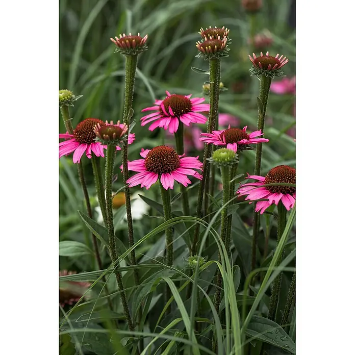 Piardino Stauden-Mix Sommer - Diverse Sorten, Topfgröße: 19 cm - Lebendige rosa Sonnenhüte mit dunklen, stacheligen Mitten, teils geöffnet, teils knospend, inmitten grüner Blätter.