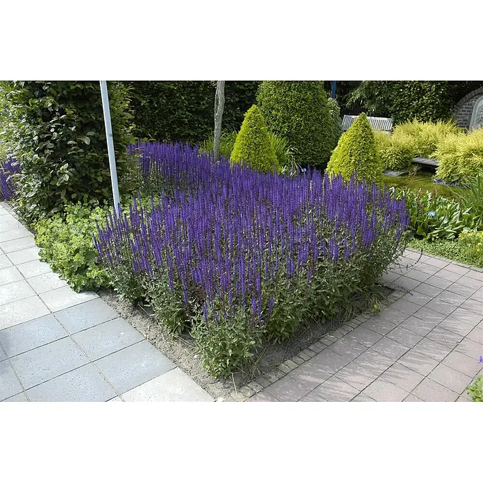 Piardino Stauden-Mix Sommer - Diverse Sorten, Topfgröße: 19 cm - Ein großes Beet mit leuchtend violetten, ährenförmigen Blumen in einem Garten neben einem gepflasterten Weg.
