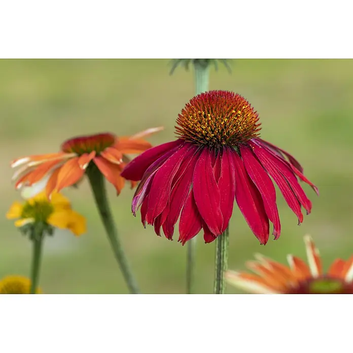 Piardino Stauden-Mix Sommer - Diverse Sorten, Topfgröße: 19 cm - Leuchtend rote Sonnenhutblüte mit stacheligem orange-gelbem Zentrum, umgeben von verschwommenen orangefarbenen und gelben Blumen im Garten.