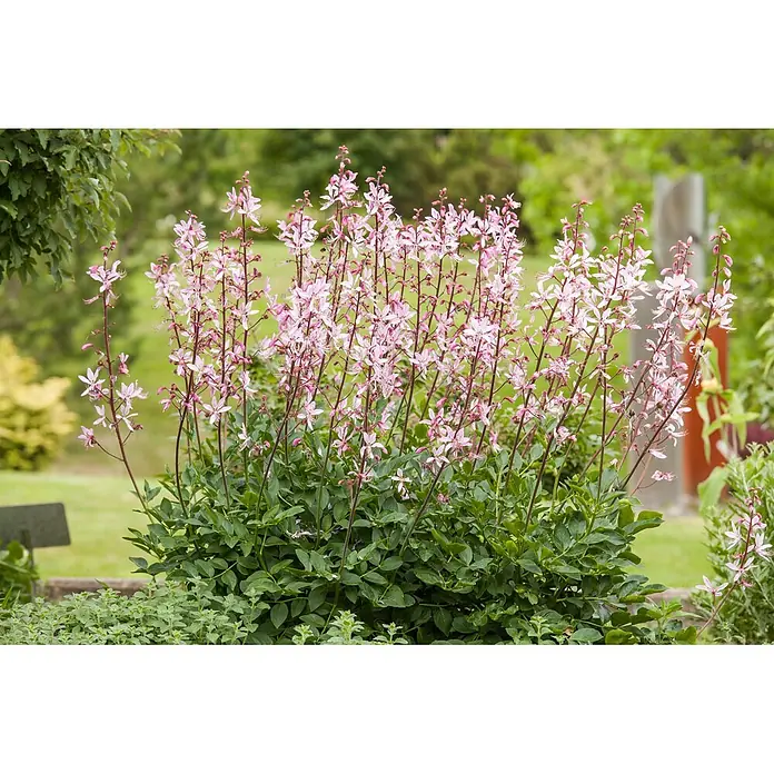Piardino Stauden-Mix Sommer - Diverse Sorten, Topfgröße: 19 cm - Eine prächtige Pflanze mit vielen hohen Stielen, zarten hellrosa Blüten und üppigem grünen Laub.