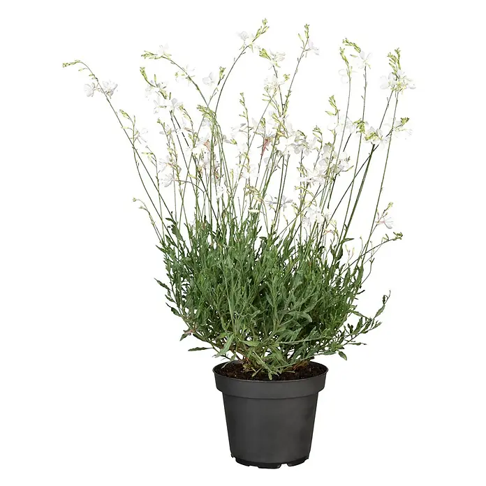 Piardino Stauden-Mix Sommer - Diverse Sorten, Topfgröße: 19 cm - Eine Topfpflanze mit grünem Laub und zarten weißen Blüten in einem schwarzen Topf.