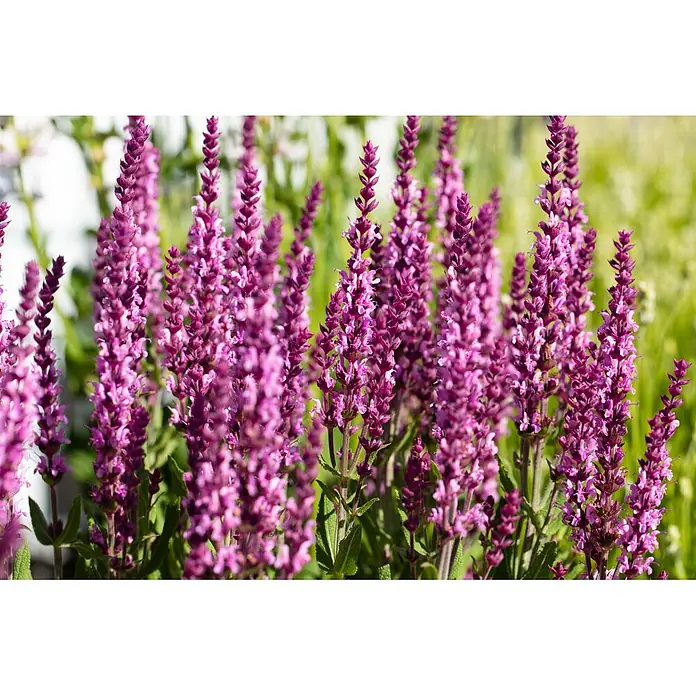 Piardino Stauden-Mix Sommer - Diverse Sorten, Topfgröße: 19 cm - Hohe, ährenförmige lila Blüten in voller Blüte.