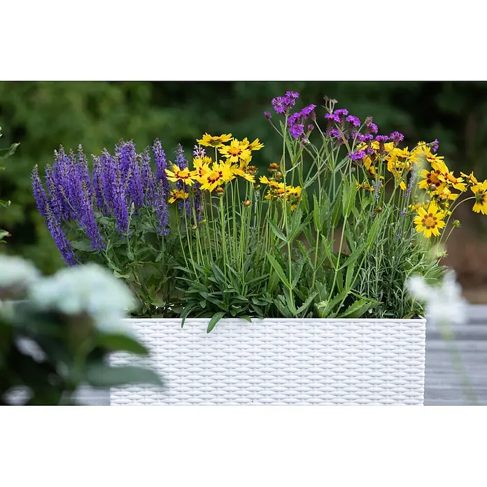 Piardino Stauden-Mix Sommer - Diverse Sorten, Topfgröße: 19 cm - Ein weißer geflochtener Pflanzkübel, gefüllt mit leuchtenden lila und gelben Blumen wie Salbei, Coreopsis und Eisenkraut.