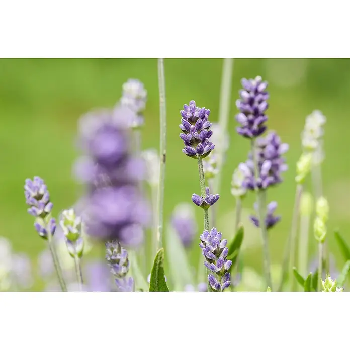 Piardino Stauden-Mix Sommer - Diverse Sorten, Topfgröße: 19 cm - Nahaufnahme von leuchtenden lila Lavendelblüten, teils scharf, teils unscharf dargestellt.