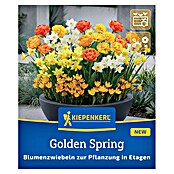 Kiepenkerl Blumenmischung Golden Spring (Crocus Romance, Crocus Dorothy, Narcissus Pueblo, Narcissus Quail, Tulipa Yellow Pomponette, Tulipa Gudoshnik Double, Topfgröße: 40 cm) | BAUHAUS