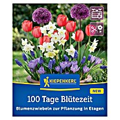 Kiepenkerl Blumenmischung 100 Tage Blütezeit (Crocus tommasinianus, Muscari latifolium, Narcissus Pueblo, Tulipa Van Eijk, Allium Purple Sensation, Topfgröße: 25 cm) | BAUHAUS