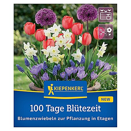 Kiepenkerl Profi-Line Frühlingsblumenzwiebel-Mix 100 Tage Blütezeit (Crocus tommasinianus, Muscari latifolium, Narcissus Pueblo, Tulipa Van Eijk, Allium Purple Sensation)