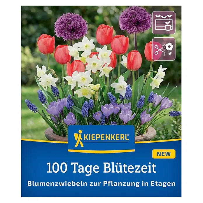 Kiepenkerl Profi-Line Blumenmischung 100 Tage Blütezeit - Crocus tommasinianus, Muscari latifolium, Narcissus Pueblo, Tulipa Van Eijk, Allium Purple Sensation, Topfgröße: 25 cm - KIEPENKERL Blumenzwiebeln: Topf mit farbenfroher Mischung aus roten Tulpen, weißen Narzissen, lila Krokussen, blauen Muscari und Allium; 100 Tage Blütezeit.