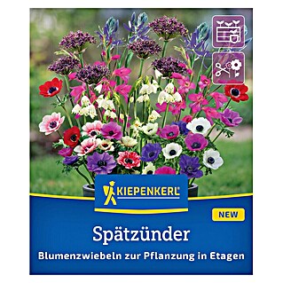 Kiepenkerl Profi-Line Sommerblumenzwiebel-Mix Spätzünder