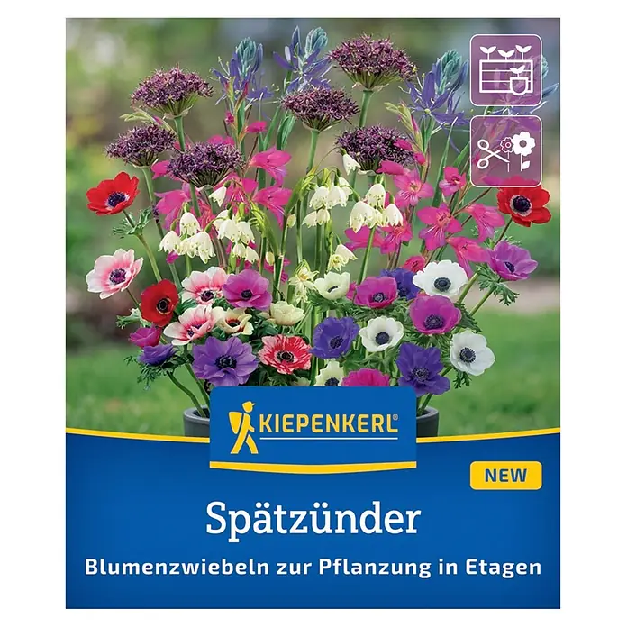 Kiepenkerl Profi-Line Blumenmischung Spätzünder - Anemone De Caen, Camassia quamash, Gladiolus communis, Leucojum aestivum, Allium atropurpureum, Topfgröße: 30 cm - Farbenfrohe Blumenzwiebelmischung mit Anemonen und Allium, zum Etagenanbau für eine lebendige Blütenpracht.