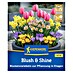 Kiepenkerl Blumenmischung Blush & Shine 