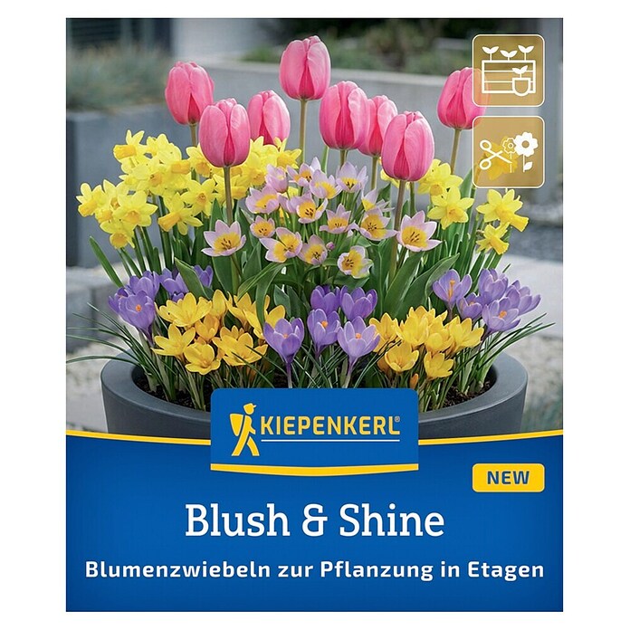 Kiepenkerl Blumenmischung Blush & Shine (Crocus Barr's Purple, Crocus Romance, Tulipa saxatilis, Narcissus Tete a Tete, Tulipa Pink Impression, Topfgröße: 25 cm) | BAUHAUS