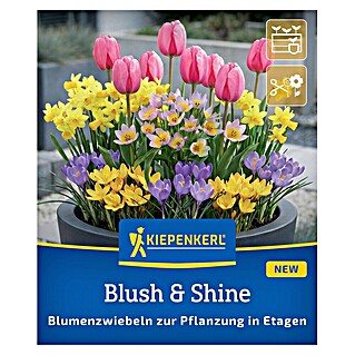 Kiepenkerl Blumenmischung Blush & Shine (Crocus Barr's Purple, Crocus Romance, Tulipa saxatilis, Narcissus Tete a Tete, Tulipa Pink Impression, Topfgröße: 25 cm)