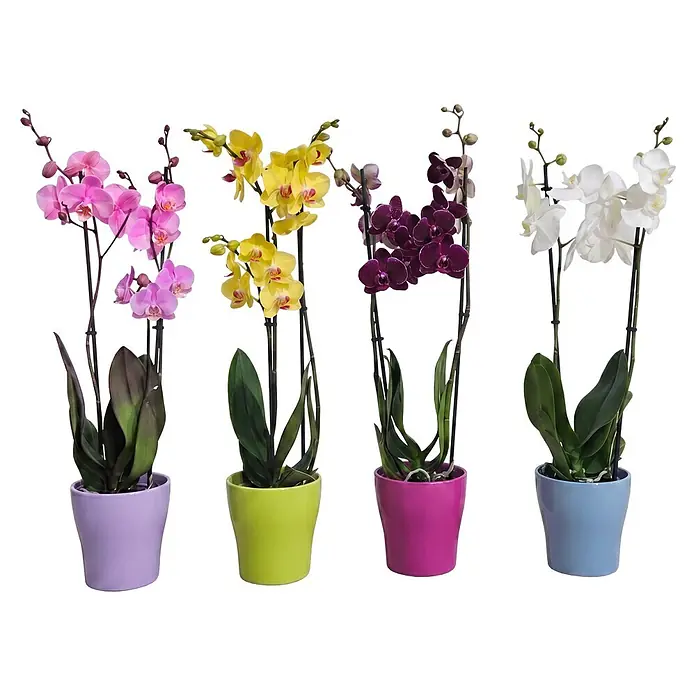 Piardino Schmetterlingsorchidee in Sommerkeramik - Phalaenopsis, Topfgröße: 12 cm, in Farben gemischt, Anzahl Triebe: 2 Stk., Aufrecht - Vier farbenfrohe Topf-Orchideen mit rosa, gelben, dunkelvioletten und weißen Blüten in lila, lindgrünen, magentafarbenen und hellblauen Töpfen.