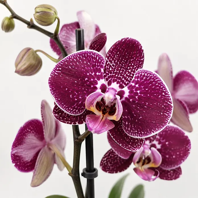 Piardino Schmetterlingsorchidee in Sommerkeramik - Phalaenopsis, Topfgröße: 12 cm, in Farben gemischt, Anzahl Triebe: 2 Stk., Aufrecht - Lebhafte lila Orchideen mit weißen Sprenkeln und Blütenknospen an einem dunklen Stiel, die ihre komplizierten Blütenblätter zeigen.