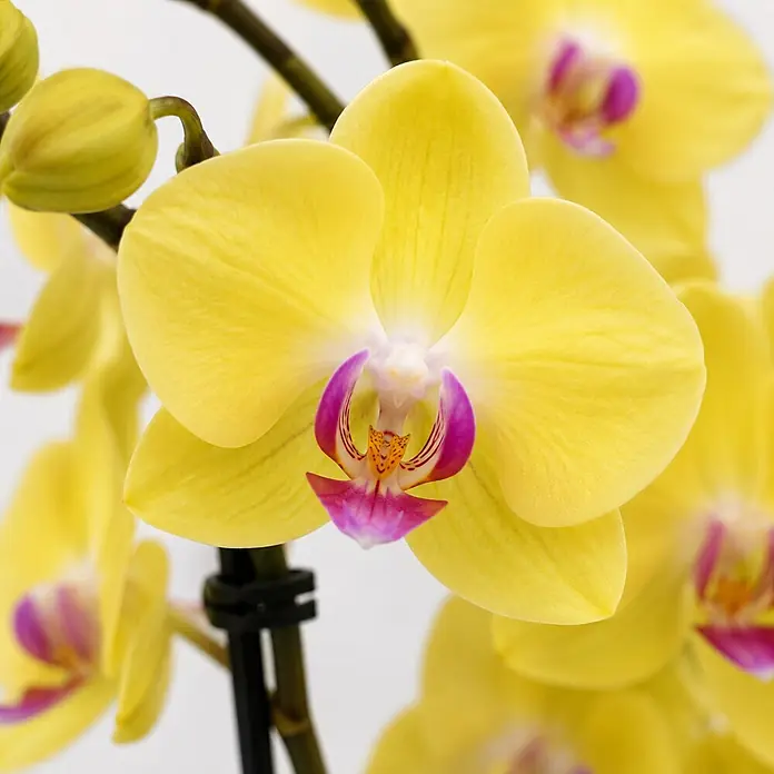 Piardino Schmetterlingsorchidee in Sommerkeramik - Phalaenopsis, Topfgröße: 12 cm, in Farben gemischt, Anzahl Triebe: 2 Stk., Aufrecht - Leuchtend gelbe Orchideenblüten und Knospen mit violetten und orangefarbenen Zentren.