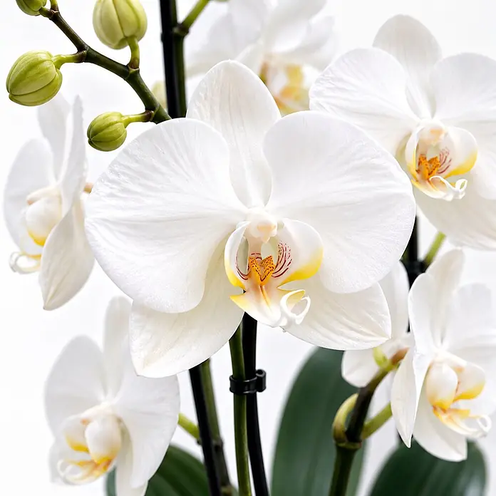 Piardino Schmetterlingsorchidee in Sommerkeramik - Phalaenopsis, Topfgröße: 12 cm, in Farben gemischt, Anzahl Triebe: 2 Stk., Aufrecht - Nahaufnahme weißer Phalaenopsis-Orchideen mit gelben und orangen Zentren, grünen Stielen und ungeöffneten Knospen.