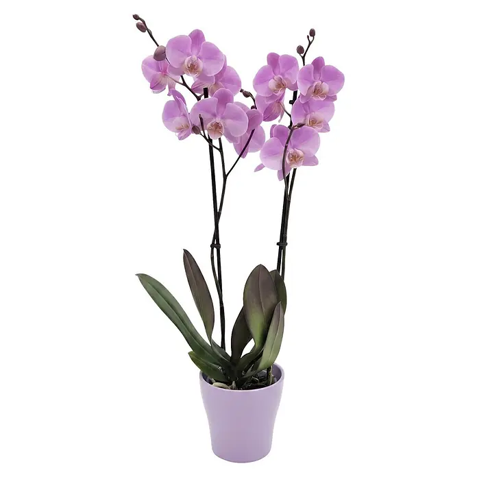 Piardino Schmetterlingsorchidee in Sommerkeramik - Phalaenopsis, Topfgröße: 12 cm, in Farben gemischt, Anzahl Triebe: 2 Stk., Aufrecht - Lila Orchideenpflanze mit grünen Blättern in einem lavendelfarbenen Topf.