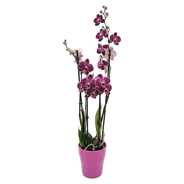 Piardino Schmetterlingsorchidee in Sommerkeramik - Phalaenopsis, Topfgröße: 12 cm, in Farben gemischt, Anzahl Triebe: 2 Stk., Aufrecht - Eine Topf-Orchidee mit mehreren Stielen gesprenkelter violetter Blüten und grünen Blättern in einem hellvioletten Topf.