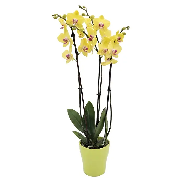 Piardino Schmetterlingsorchidee in Sommerkeramik - Phalaenopsis, Topfgröße: 12 cm, in Farben gemischt, Anzahl Triebe: 2 Stk., Aufrecht - Lebendige gelbe Orchideenpflanze mit mehreren blühenden Stielen und Knospen in einem hellgrünen Keramiktopf.