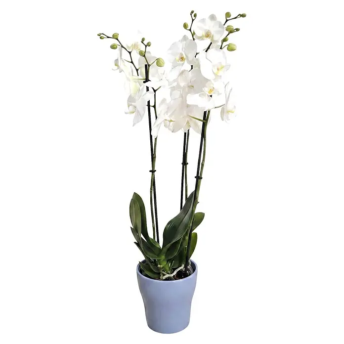 Piardino Schmetterlingsorchidee in Sommerkeramik - Phalaenopsis, Topfgröße: 12 cm, in Farben gemischt, Anzahl Triebe: 2 Stk., Aufrecht - Weiße Topf-Orchidee mit mehreren Blüten und Knospen in einem hellvioletten Keramiktopf.