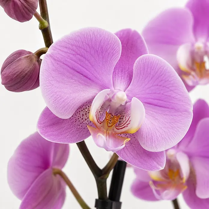 Piardino Schmetterlingsorchidee in Sommerkeramik - Phalaenopsis, Topfgröße: 12 cm, in Farben gemischt, Anzahl Triebe: 2 Stk., Aufrecht - Violette Orchideenpflanze mit geöffneten Blüten und geschlossenen Knospen am Stiel.