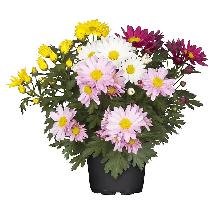 Piardino Herbst-Chrysantheme Quattro - Dendranthema indicum, Topfgröße: 13 cm, mehrfarbig - Topfpflanze mit gelben, weißen, rosa und lila Blüten und grünen Blättern in schwarzem Topf.