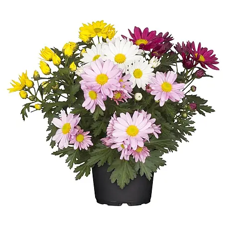 Piardino  Herbst-Chrysantheme Quattro