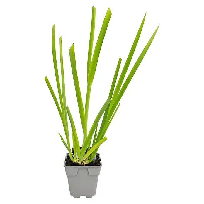 Piardino Schwertlilie - Iris louisiana Alba, Topfgröße: 9 cm - Grüne Pflanze mit langen, aufrechten Blättern in einem quadratischen grauen Topf.