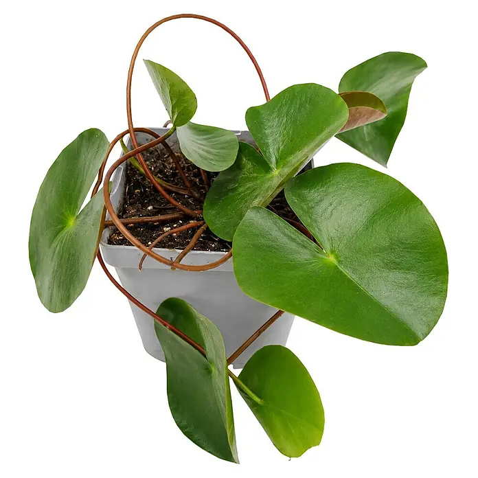 Piardino Wasserpflanzen-Set Seerosenglück - 5 -tlg., Nymphaea 'Hever White' (Hermine), Nymphaea Burgundy Princess, Nymphaea 'Rosennymphe', Nymphaea Sulphurea, Nymphaea 'Aurora' - Kleine Topfpflanze mit runden grünen Blättern und rotbraunen Ranken in einem weißen quadratischen Topf.