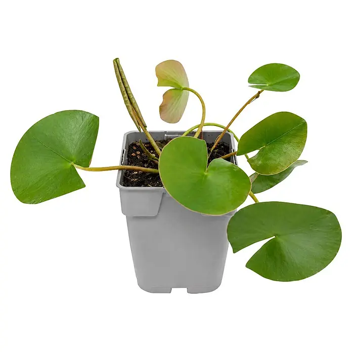 Piardino Seerose - Nymphaea alba, Topfvolumen: 1 l - Eine kleine grüne Pflanze mit runden Blättern, teils entrollend, in einem grauen, quadratischen Topf mit dunkler Erde.