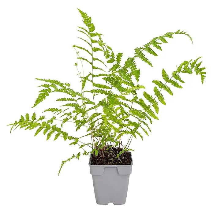 Piardino Farn - Thelypteris palustris, Topfgröße: 11 cm - Eine leuchtend grüne Farnpflanze mit vielen Wedeln, die in einem einfachen grauen quadratischen Topf wächst.
