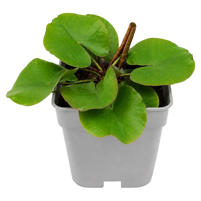Piardino Seerose - Nymphaea Laydekeri Lilacea, Topfvolumen: 1 l - Kleine grüne Pflanze mit runden Blättern in einem einfachen grauen Topf.