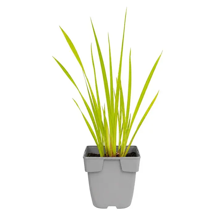 Piardino Wasserpflanzen-Set Reinigungshelden - 5 -tlg., Acorus calamus, Iris pseudacorus, Juncus inflexus, Phragmites australis, Typha angustifolia - Eine leuchtend grüne Zierpflanze mit langen, aufrechten Blättern in einem quadratischen grauen Kunststofftopf.