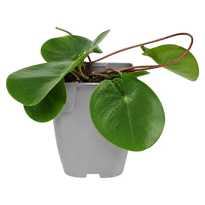 Piardino Seerose - Nymphaea Attraction, Topfvolumen: 1 l - Kleine grünblättrige Zimmerpflanze in einem grauen Kunststofftopf.