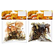 Geroma Dekoelement Styropor Pilze (Braun, B x L: 6 x 3 cm) | BAUHAUS