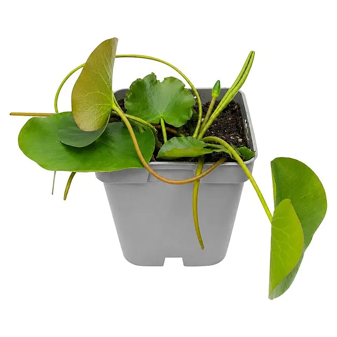 Piardino Wasserpflanzen-Set Seerosenglück - 5 -tlg., Nymphaea 'Hever White' (Hermine), Nymphaea Burgundy Princess, Nymphaea 'Rosennymphe', Nymphaea Sulphurea, Nymphaea 'Aurora' - Kleine Topfpflanze mit runden grünen Blättern und langen Stielen in einem grauen quadratischen Topf.