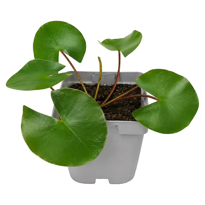 Piardino Wasserpflanzen-Set Seerosenglück - 5 -tlg., Nymphaea 'Hever White' (Hermine), Nymphaea Burgundy Princess, Nymphaea 'Rosennymphe', Nymphaea Sulphurea, Nymphaea 'Aurora' - Kleine Pflanze mit runden grünen Blättern und rötlichen Stielen in einem hellgrauen Topf mit Erde.
