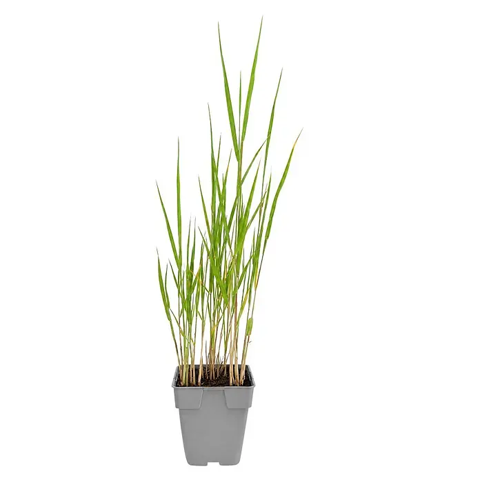 Piardino Schilfrohr - Phragmites australis, Topfgröße: 9 cm - Saftig grüne, grasartige Pflanzen in einem einfachen grauen, rechteckigen Topf, ideal zur Dekoration.