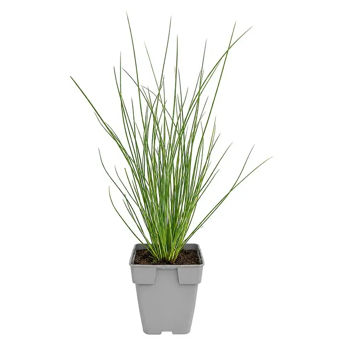 Piardino Wasserpflanzen-Set Reinigungshelden - 5 -tlg., Acorus calamus, Iris pseudacorus, Juncus inflexus, Phragmites australis, Typha angustifolia - Grüne Schnittlauchpflanze in einem grauen quadratischen Kunststofftopf.