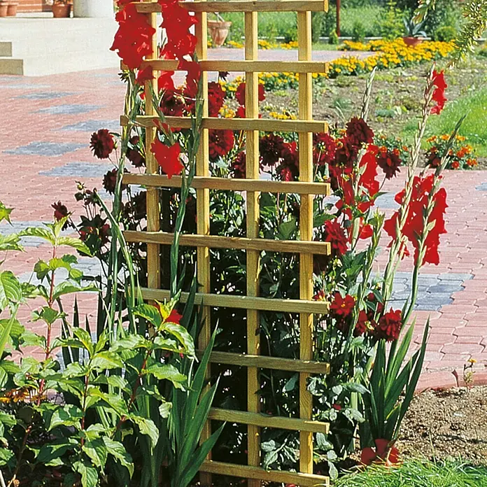 Rankgitter Rechteckig - Ohne Rahmen, B x H: 60 x 180 cm - Holzspalier mit roten Gladiolen. Ein schönes Accessoire für den Garten und eine Rankhilfe für blühende Pflanzen.