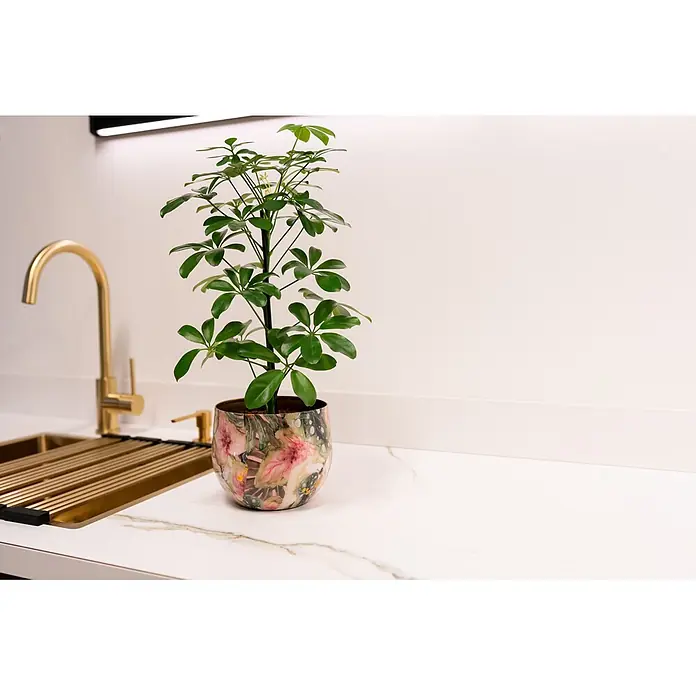 Ter Steege Übertopf rund Monstera Mystery - Ø x H: 19 x 17 cm, Metall, Rosa/Grün - Eine grüne Schefflera in einem farbenfrohen Blumentopf auf einer weißen Marmorküchenplatte neben einem goldenen Wasserhahn.
