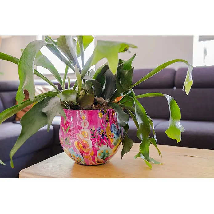 Ter Steege Übertopf rund Fiesta Fuchsie - Ø x H: 17 x 15 cm, Metall, Rosa/Pink - Ein leuchtend pinker Blumentopf mit Blumenmuster beherbergt einen grünen Hirschgeweihfarn auf einem Holztisch im Wohnzimmer.
