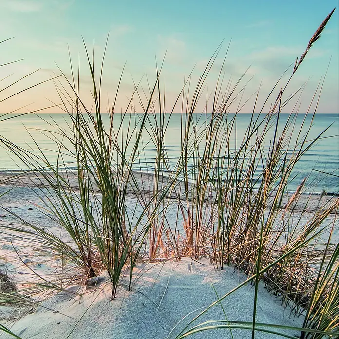 SanDesign Alu-Verbundplatte - 150 x 250 cm, Nordsee Düne 2 - Hohes Dünengras an einem Sandstrand, der zu einem ruhigen Meer unter sanftem Himmel führt.