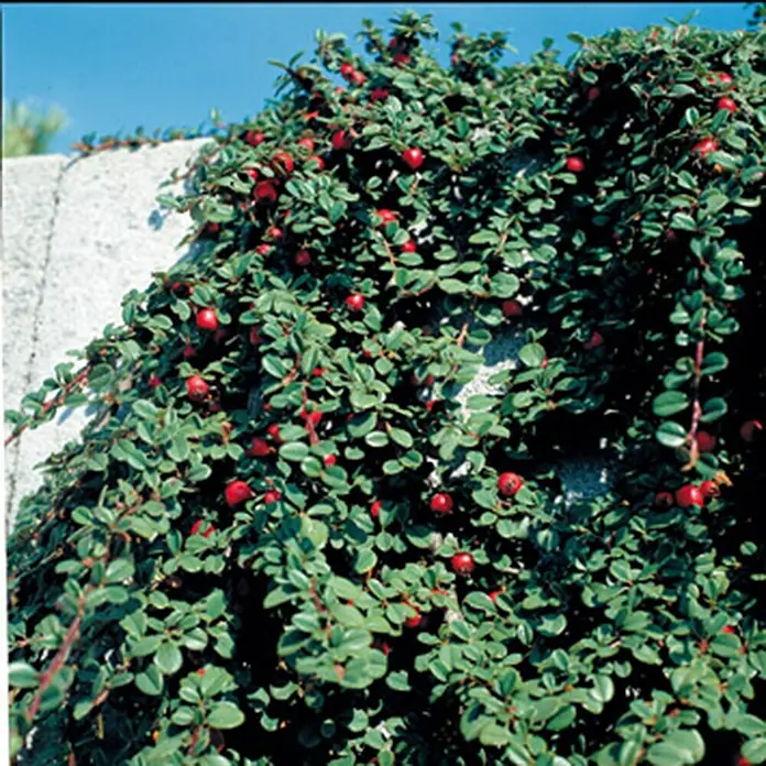 Helix Zwergmispel - Cotoneaster microphyllus 'Streibs Findling', Topfgröße: 9 cm - Ein dichter, niedrig wachsender Strauch mit kleinen grünen Blättern und leuchtend roten Beeren, der über eine helle Steinmauer kaskadiert.