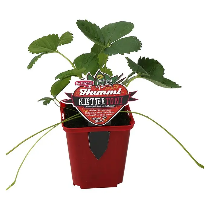 Helix Erdbeere Hummi® KletterToni - Fragaria, Erntezeit: Juni - Erdbeerpflanze mit grünen Blättern in einem roten Topf, mit einem bunten Etikett "Hummi Klettertoni".